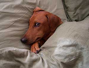 Xitamiz Floflo, copyright Åse