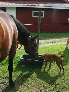 Xitamiz Sergeant Salute, copyright Eva