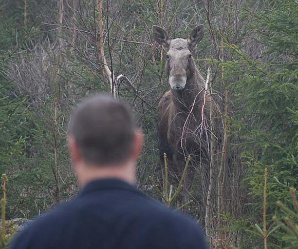 Moose outside of our garden