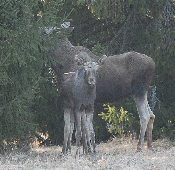 Mama moose with a baby