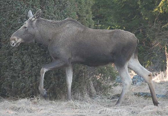 Mama moose