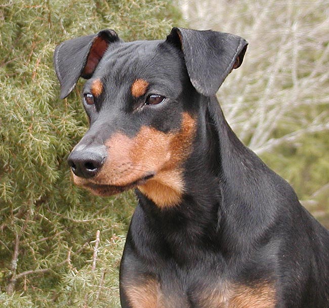 Elaiza