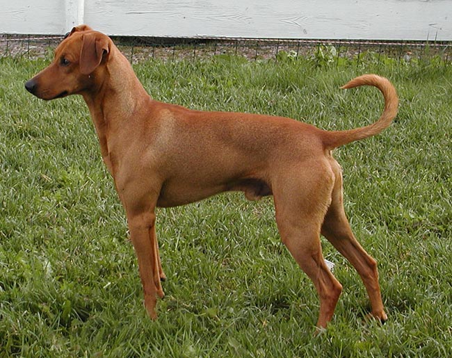 Xitamiz Gulliver