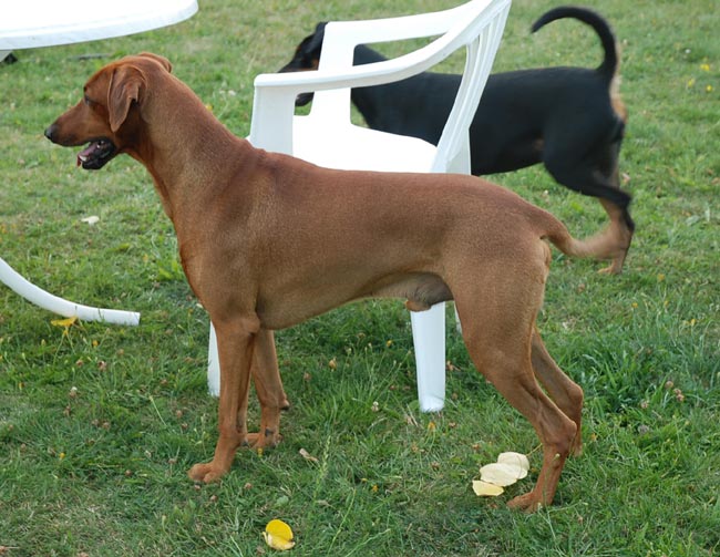 Xitamiz Orion