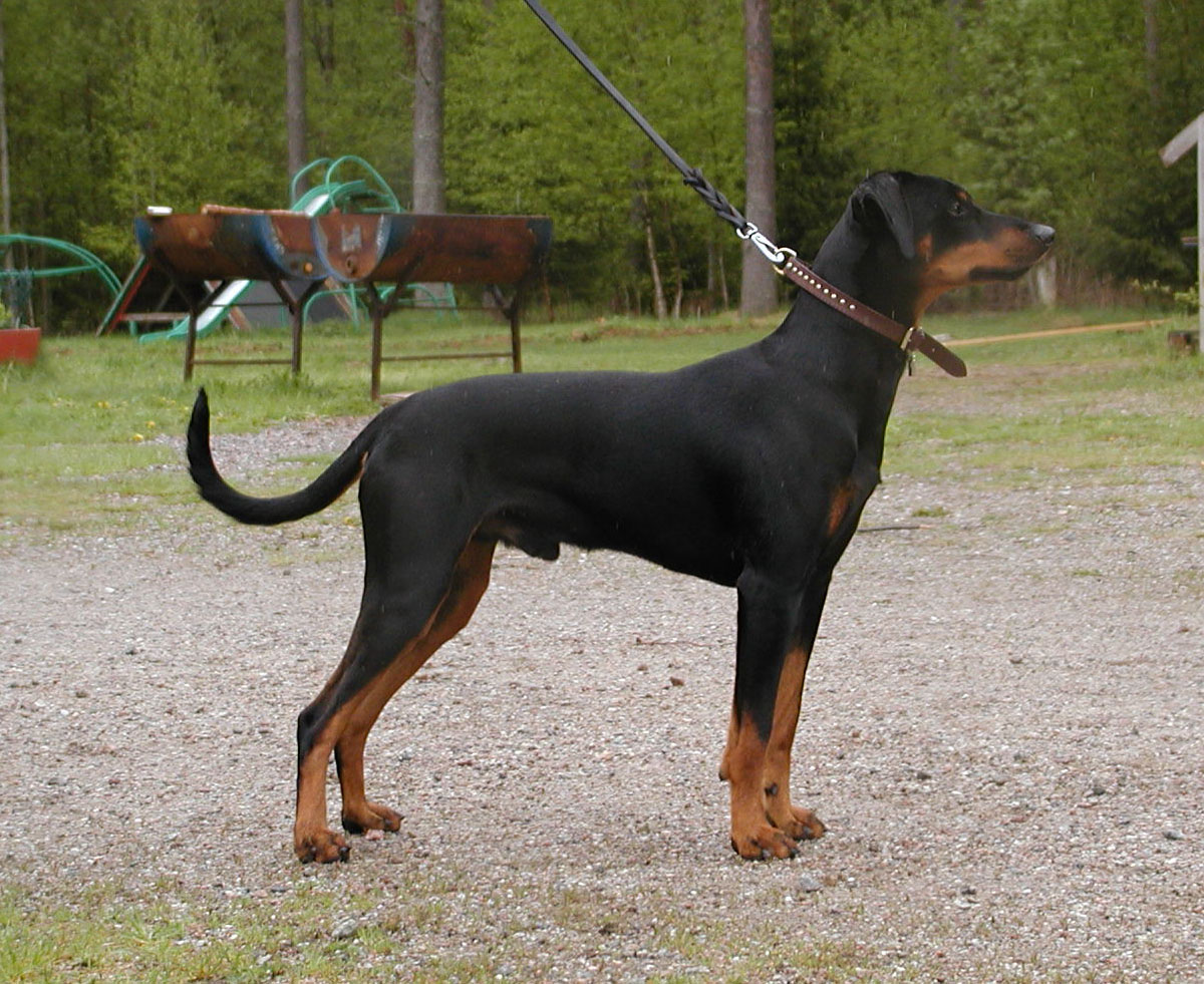 Xitamiz Orpheuz