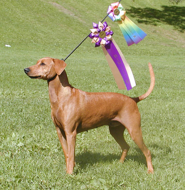 BOS Veteran Pinscher special