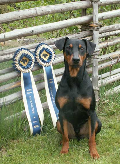 Pinscher of the year