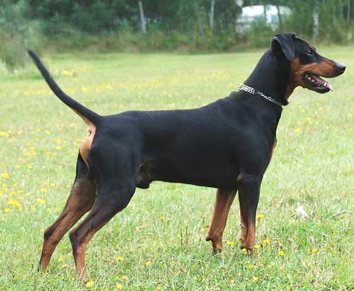 xitamiz kaztor