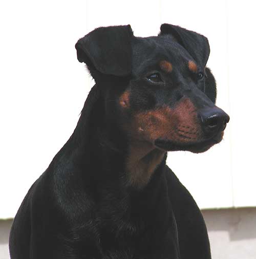 moltaz