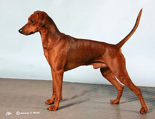 Multi CH Xitamiz Othello