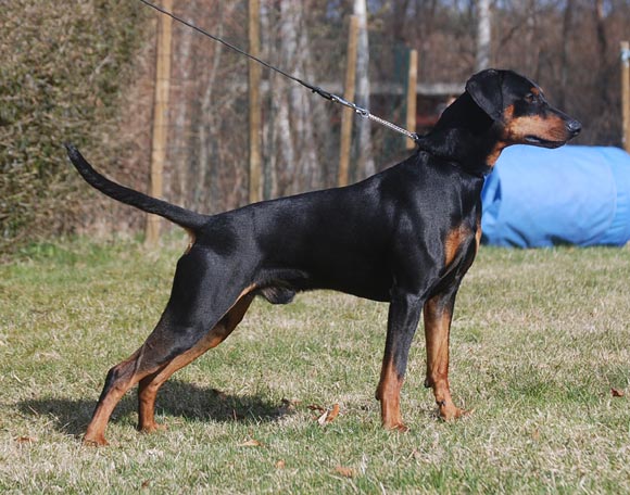 Multichampion Xitamiz Trayan
