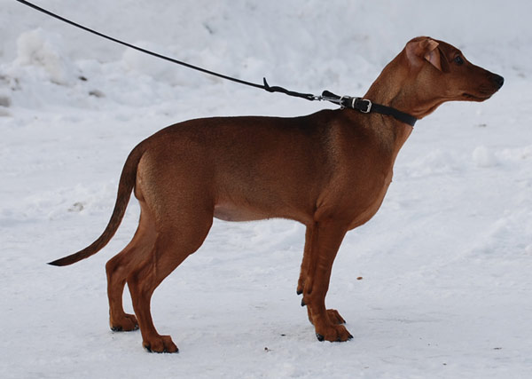 Kichkina bola bilan jinsiy aloqa porno onlayn