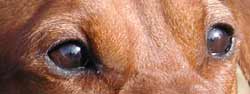 Hillevill eyes